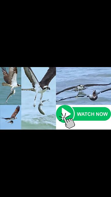 Sky hunter vs. aquatic ninja! #shorts #animals #wildlife #fishing #birds #fish