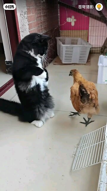 Cat & hen fight