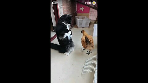 Cat & hen fight