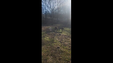 Winter Morning with Shorthorn Plus Steer Calves