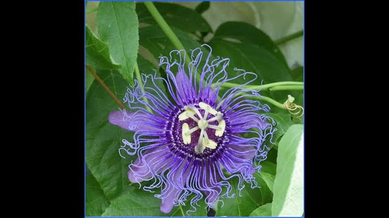 EDEN RESTORED TESTIMONY--Part 2 The Circle Looks To Be Complete. The 2 are JOINING to ONE!! LOOK UP