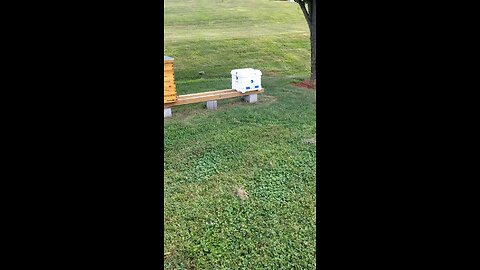 My Apimaye Bee hive 8.27.25