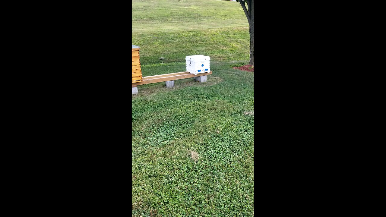 My Apimaye Bee hive 8.27.25