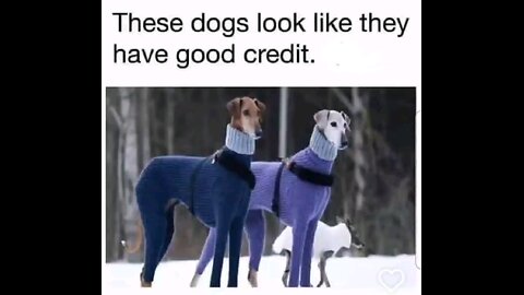 Good Credit 💯🐕🐕😂