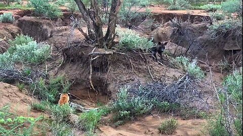 Long-haired dog fails to steal leopard's food