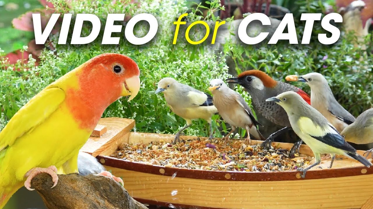 Mesmerizing Bird Flight & Squirrel Play – A Must-Watch for Cats - CatTV Central