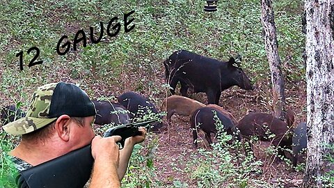12 GAUGE SHOTGUN DROPS WILD HOG