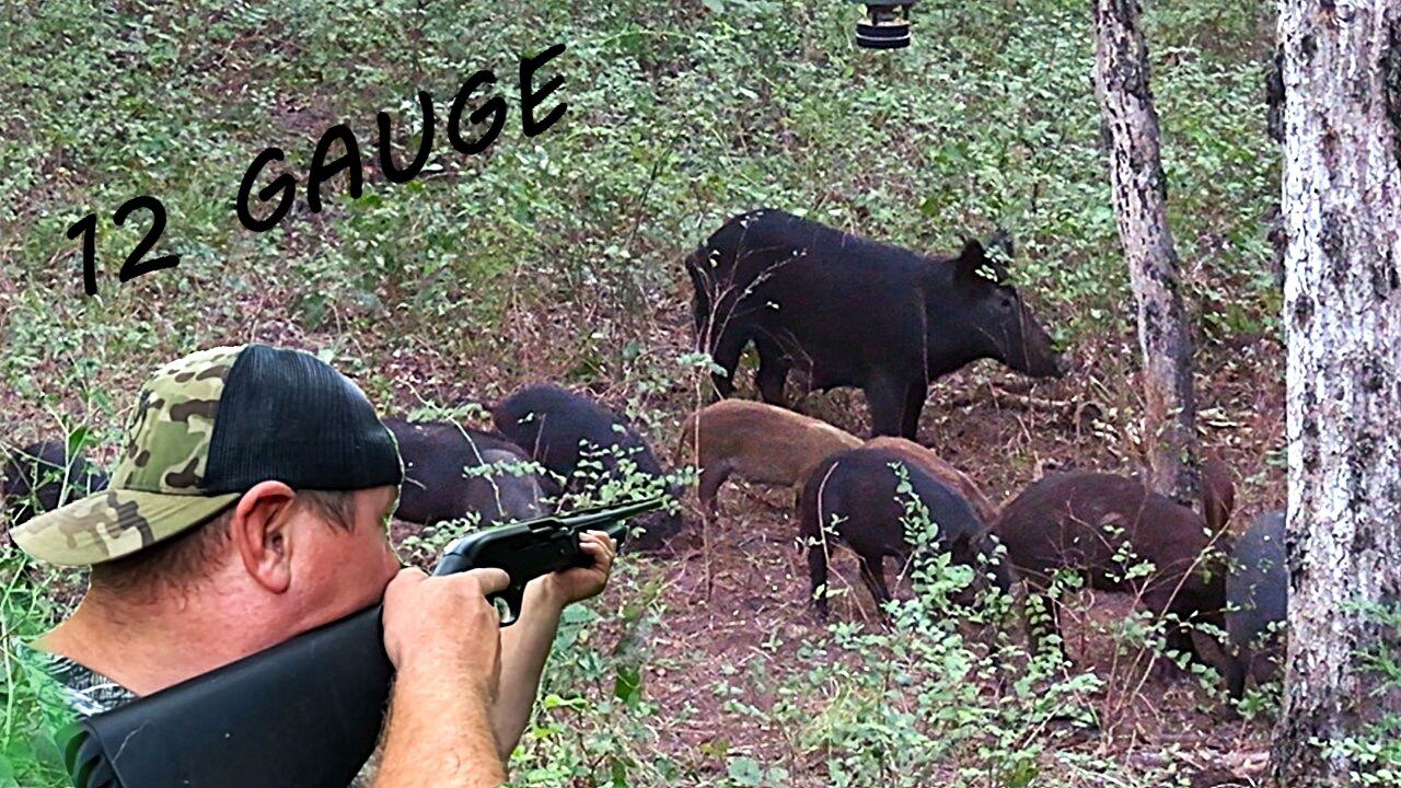 12 GAUGE SHOTGUN DROPS WILD HOG