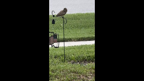 Baby Burrowing Owls Day 44 Out! | 4K