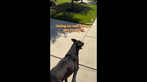 Dog walk fail - ft CJ and Boochie Bunny