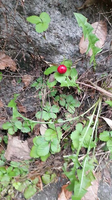 20250617. God created the heavens and the earth. Amen.