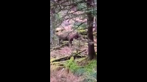 the drive to my cabin - off grid