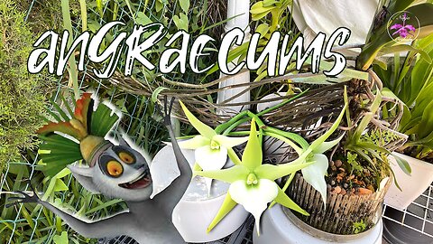 Established Angraecum Orchids Grow Space in S'ern Spain | Placement for Max. Humidity #ninjaorchids