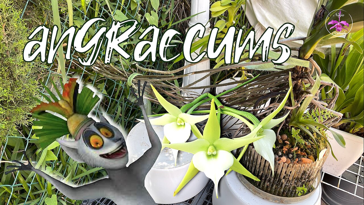 Established Angraecum Orchids Grow Space in S'ern Spain | Placement for Max. Humidity #ninjaorchids