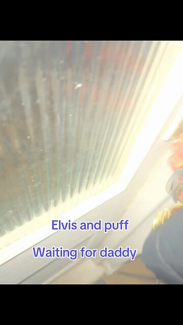 Elvis waits for daddy