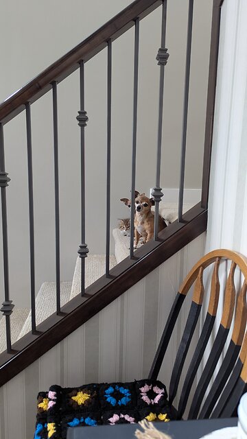 Treat time for Chihuahuas and the little kitten