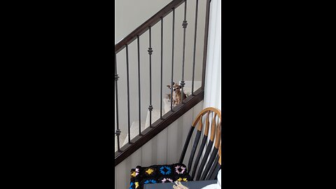 Treat time for Chihuahuas and the little kitten