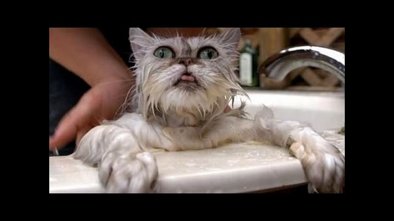Funny pets react to first bath - Cute animal compilation