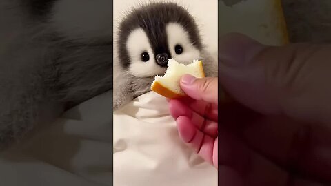 So cute 🥰 🐧