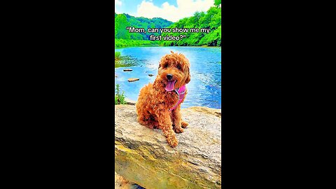 My Goldendoodle’s First Ever Video 🐾💕