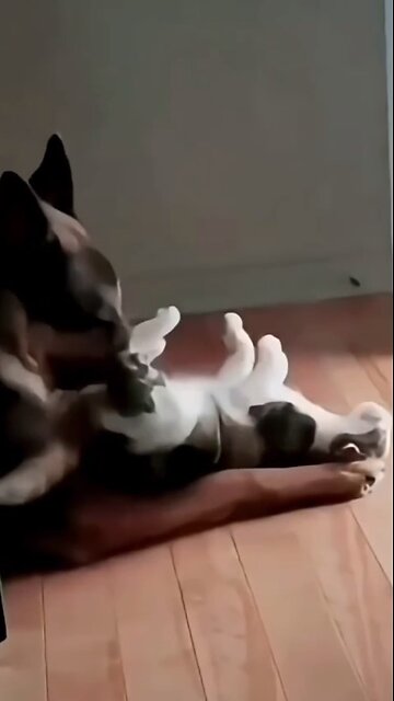 Cats are very curious animals!