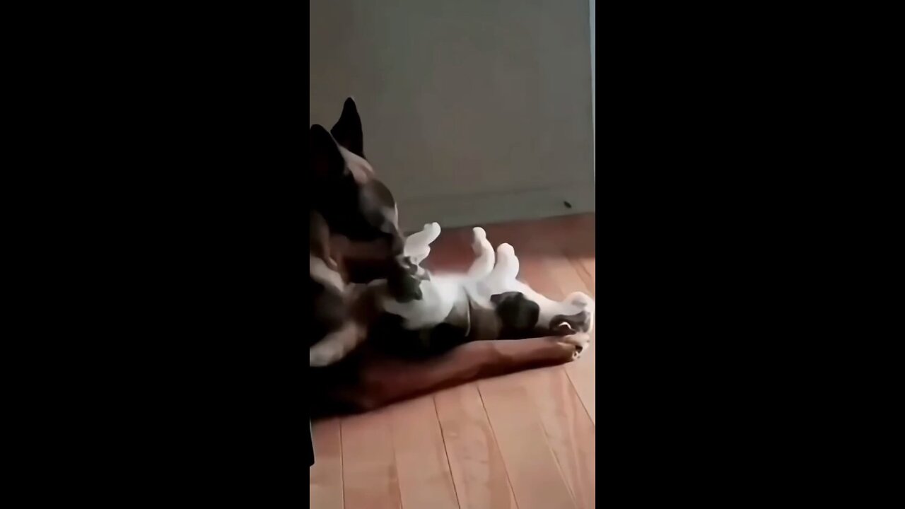 Cats are very curious animals!