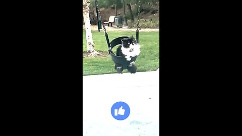 😺 cat video 