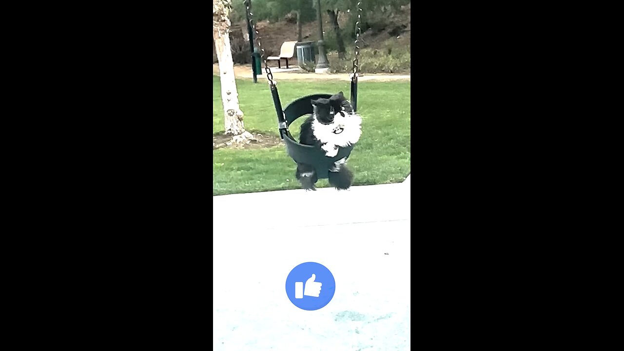 😺 cat video