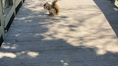 Squirrel September 12 2025