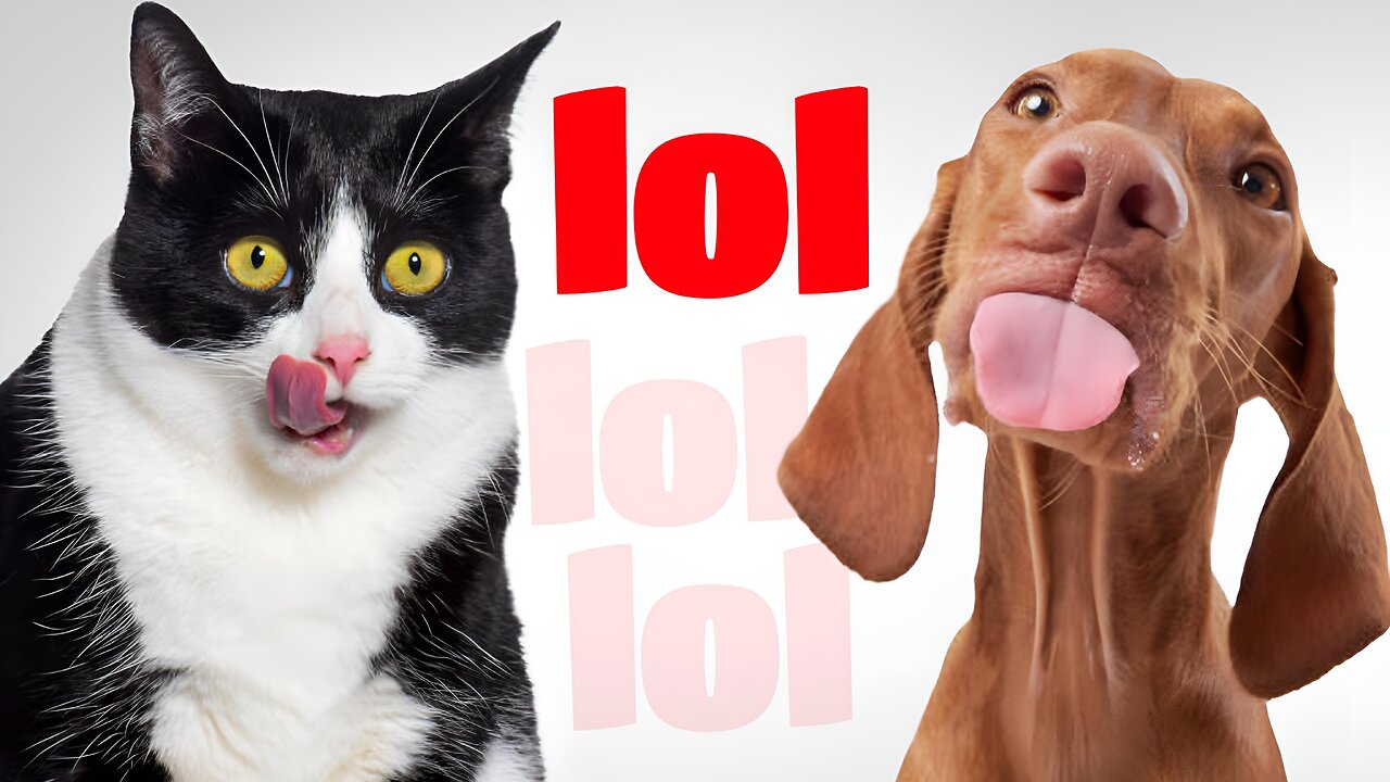 Cutest & Funniest Pets Compilation You’ll Ever See!
