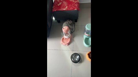 Tuly play with water part3 ! #foryou #cat #shortfeed #shorts #subscribe #song #cute