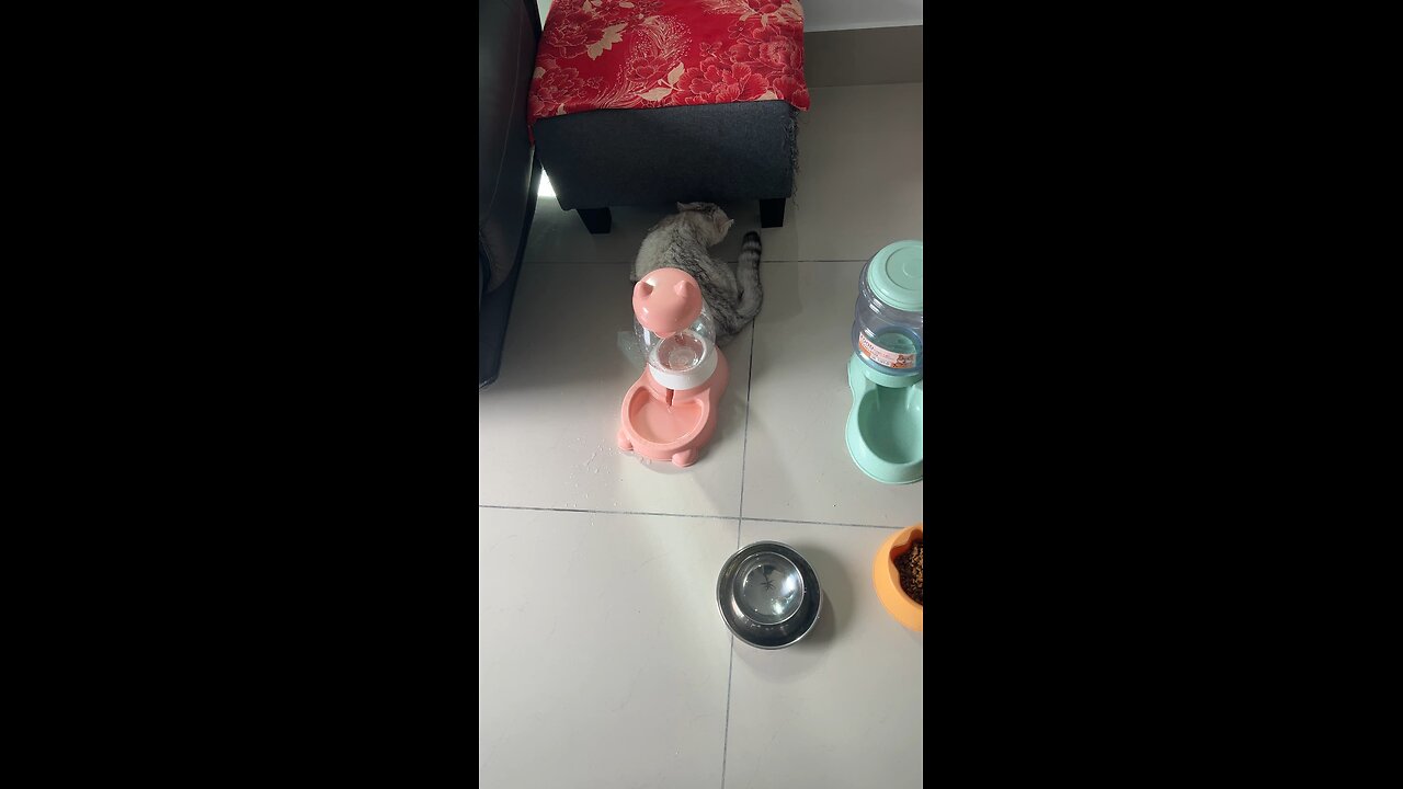 Tuly play with water part3 ! #foryou #cat #shortfeed #shorts #subscribe #song #cute