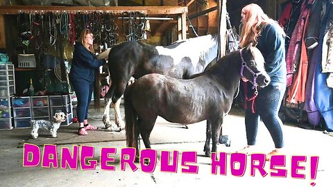 Our NEW Horse Is A DANGER To My YORKIE And This Is WHY!