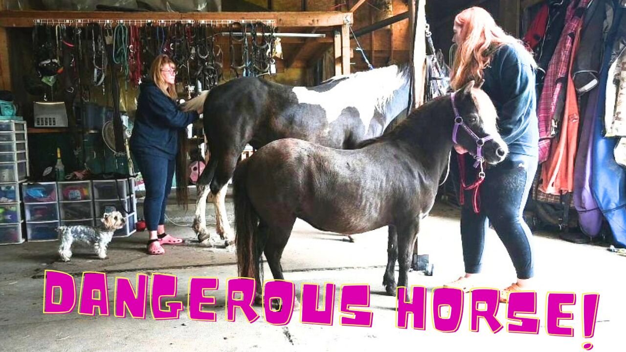 Our NEW Horse Is A DANGER To My YORKIE And This Is WHY!