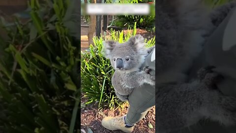 Коала запуталась в сетке и мужчина ее спас и приютил