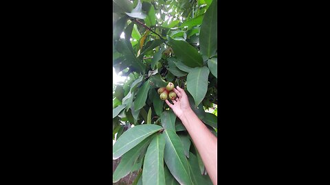 Rose Apple 🍎 Tree - Free following account back