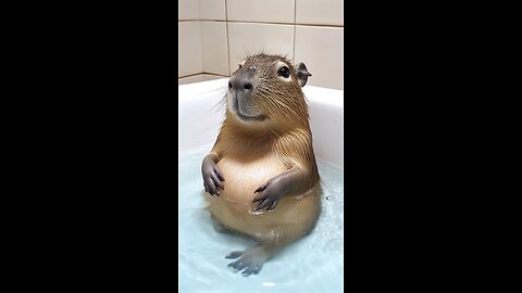 Capybara's loves belly rubs 🤣🤣