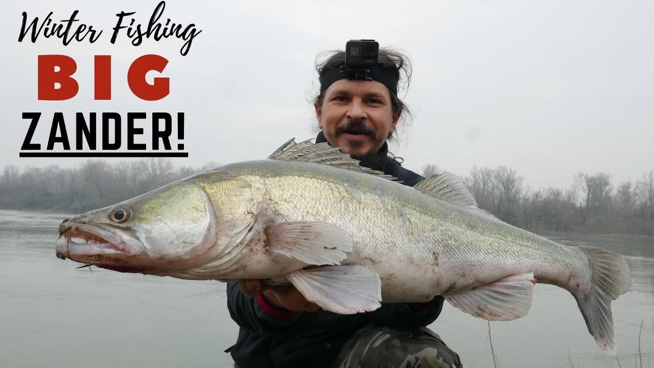 SPINNING for ZANDER on the Po River