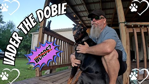 Training My Doberman with Only Hand Signals – No Words, Just Vibes (ft. "Disco Porn:WGDT")