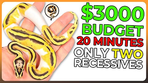 Building a $3000 Ball Python Budget but I can only use 2 Recessives - Redemption Round!