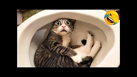 Funny Pets