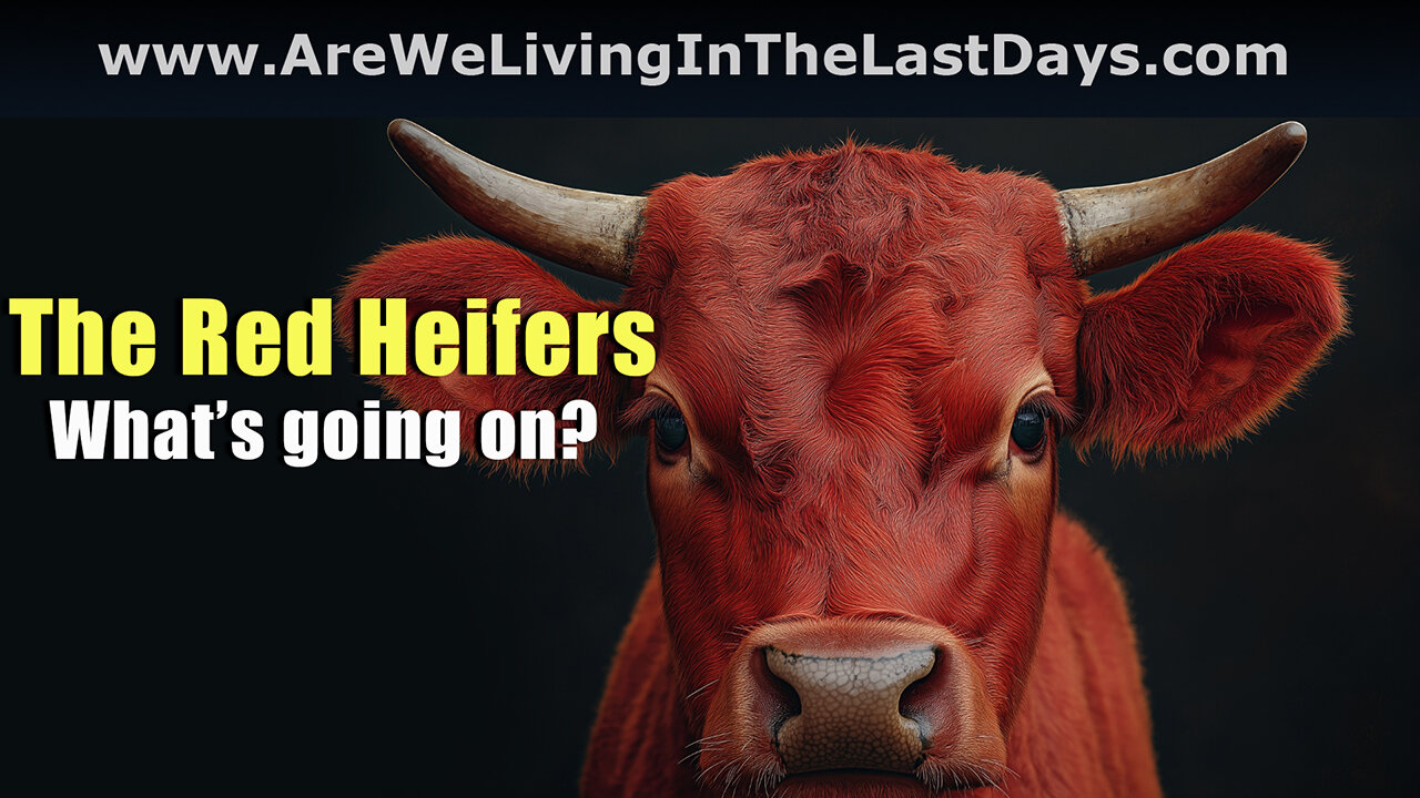 Episode 187: The Red Heifers. What’s going on?