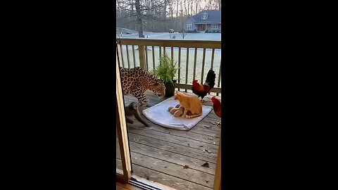 Monkey and Roaster took fight for Kittens and MoM