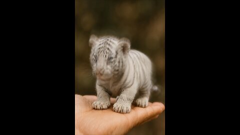 Tiny white tiger