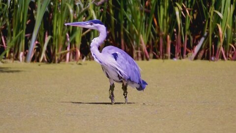 Blue Heron Colchester