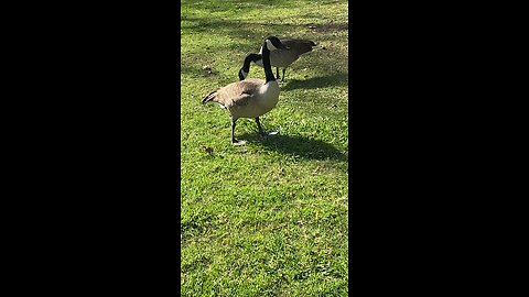 Canada Goose 🪿 #canadagoose #goose #followme #shorts #viral #trending