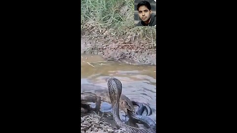 comado dragon vs cobra