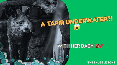 Underwater Encounter: Tapir and Baby Swimming Together 🐗💦 | Rare Wildlife Moment