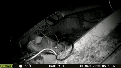 Trailcam