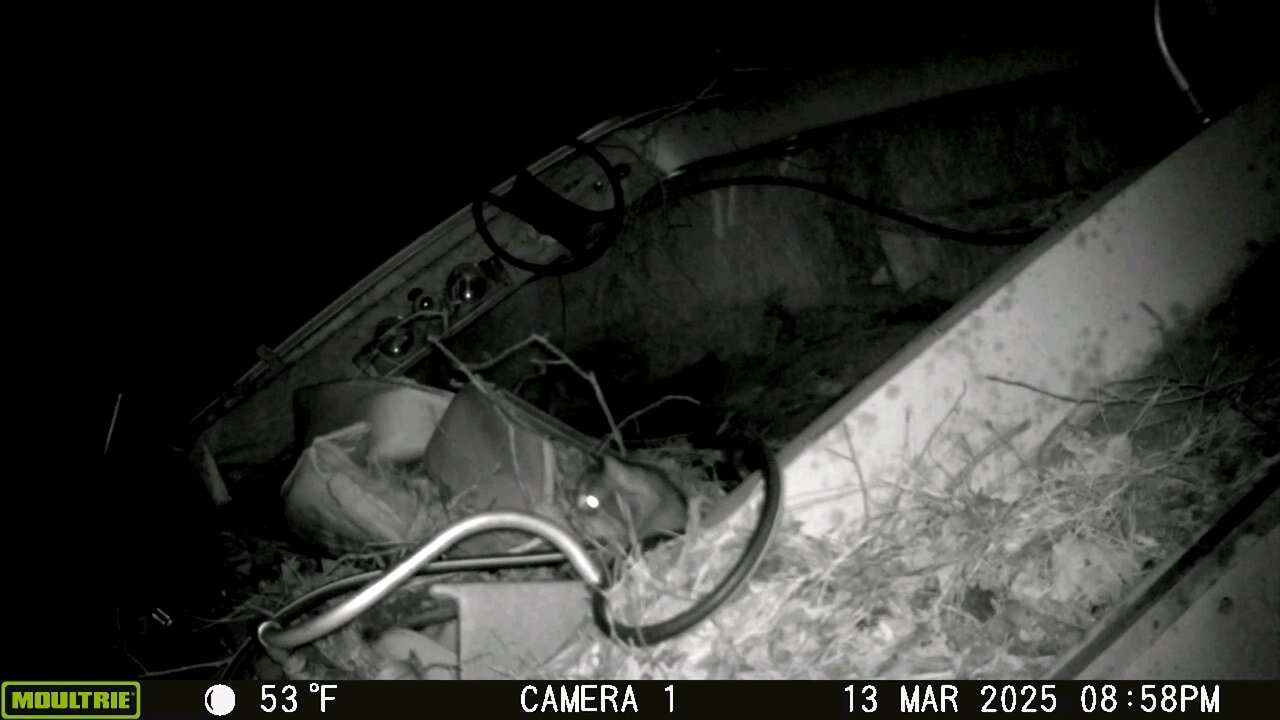 Trailcam